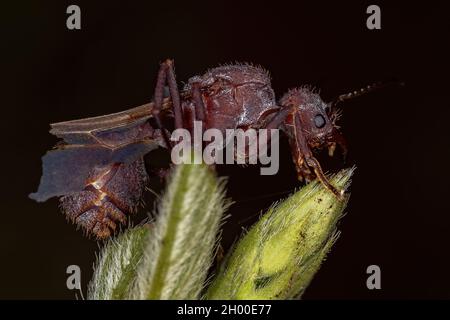 Adult Female Acromyrmex Leaf-cutter Queen Ant of the Genus Acromyrmex Stock Photo