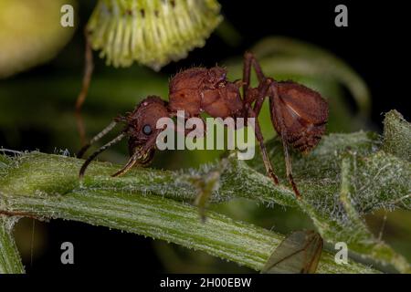 Adult Female Acromyrmex Leaf-cutter Queen Ant of the Genus Acromyrmex Stock Photo