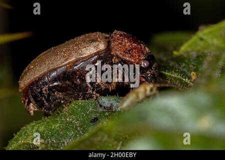 Adult Brown Scarab of the Family Scarabaeidae Stock Photo