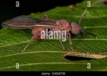 Adult Female Acromyrmex Leaf-cutter Queen Ant of the Genus Acromyrmex Stock Photo