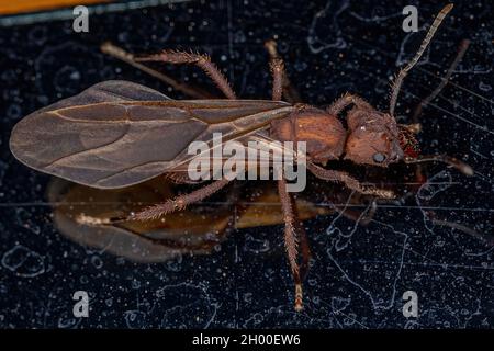 Adult Female Acromyrmex Leaf-cutter Queen Ant of the Genus Acromyrmex Stock Photo