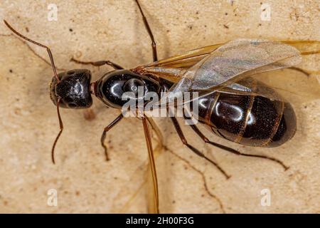 Adult Female Carpenter Queen Ant of the genus Camponotus Stock Photo