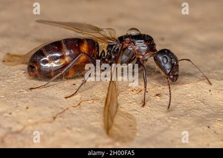 Adult Female Carpenter Queen Ant of the genus Camponotus Stock Photo