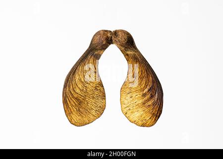 Close-up of brown maple seeds with their wings Stock Photo