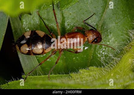 Adult Female Carpenter Queen Ant of the genus Camponotus Stock Photo