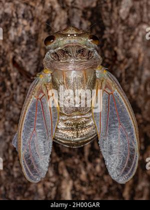 Adult Giant Cicada of the species Quesada gigas in process of ecdysis in which the cicada evolves to the adult stage abandoning the old exoskeleton th Stock Photo