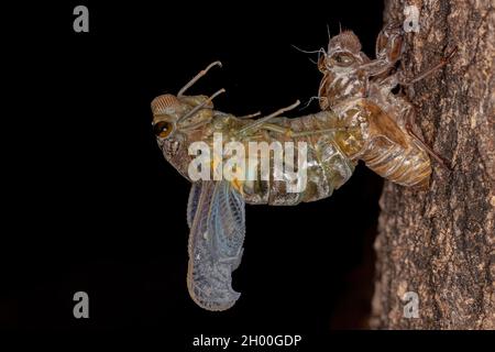 Adult Giant Cicada of the species Quesada gigas in process of ecdysis in which the cicada evolves to the adult stage abandoning the old exoskeleton th Stock Photo