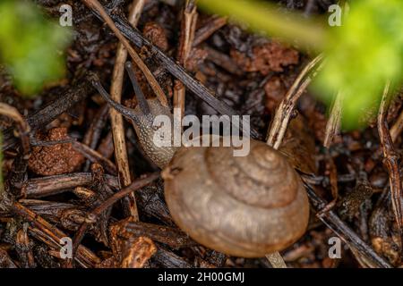 Asian Tramp Snail of the species Bradybaena similaris Stock Photo