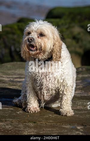 Cavachon Stock Photo