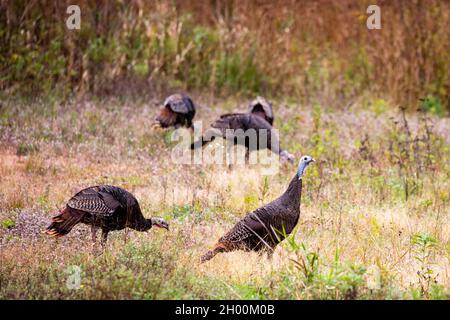 Eastern wild turkey (Meleagris gallopavo) in early fall in central Wisconsin, horizontal Stock Photo