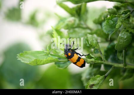 Large yellow-banded Blister Beetle (Mylabris phalerata) feeding on hibiscus plant Stock Photo