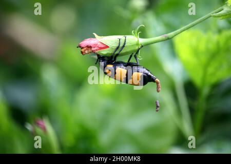 Large yellow-banded Blister Beetle (Mylabris phalerata) feeding on hibiscus plant Stock Photo