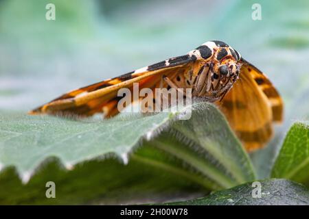 Tiger moth on a leaf in a rural garden Stock Photo