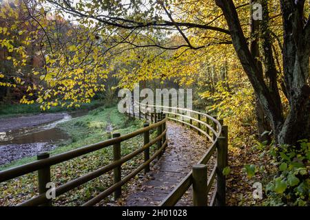 Connah's Quay, Wales: Curved footpath through the woodland in Wepre Park, on an early autumnal morning. Stock Photo