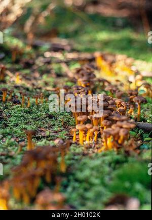 Cantharellus tubaeformis, known as yellowfoot, winter mushroom, Stock Photo