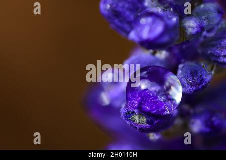 Dewdrops on a Garden Flower after the Rain Stock Photo