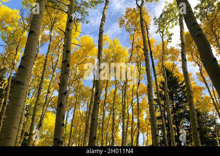 Golden fall foliage of quaker aspens in San Francisco Peaks near Flagstaff, Arizona-3 Stock Photo