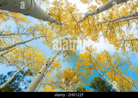 Golden fall foliage of quaker aspens in San Francisco Peaks near Flagstaff, Arizona-1 Stock Photo