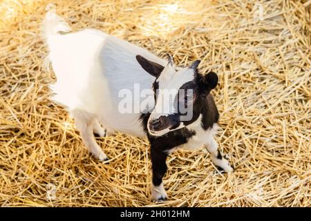 Pretty black and white adult baby goat stands on hay