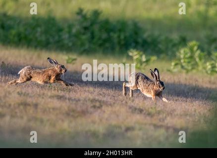 Two wild rabbits running and chasing on meadow. Wildlife in natural habitat Stock Photo