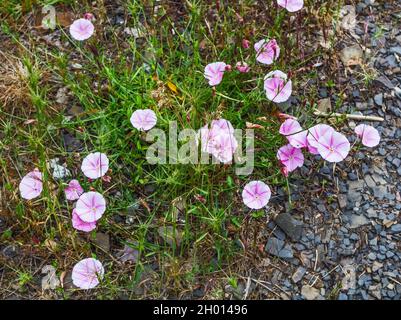 Real small pink creeping bindweed at summer morning for good mood Stock Photo