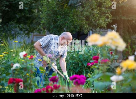 Mature man hoeing floral garden at home in spring Stock Photo