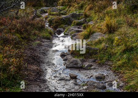 A shallow mountain stream flows over smooth-worn rocks in the middle of a hiking trail through the Vosges near Orbey, Alsace, France. Grasses and shrubs line the streambed, which floods sections of the path. Stock Photo