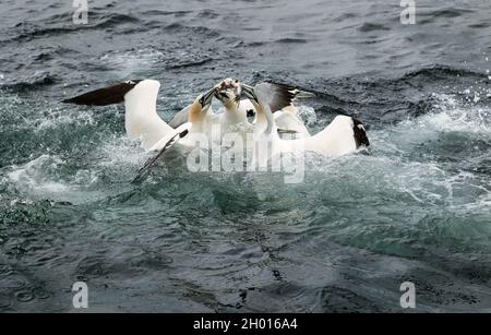 Northern gannets (Morus bassanus) fighting over and catching a herring fish in Firth of Forth, Scotland, UK Stock Photo