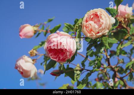 Delicate pink garden roses in the blue sky background Stock Photo