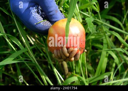 A woman is holding a red tomato on which there are many slugs. Harvest-destroying pests. Vegetables covered with slugs at their summer cottage. Spanis Stock Photo