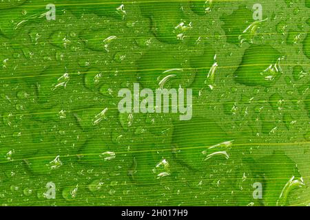 Detail shot of water drops on a banana leaf. The leaf of a banana tree with water drops. Stock Photo