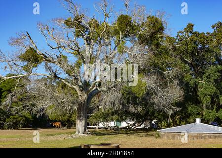 Cumberland Island, Georgia, USA: Live oak trees and a wild horse on the grounds of the Ice House museum. Stock Photo