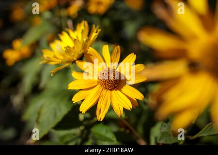 Helianthus pauciflorus, called the stiff sunflower, is a North American plant species in the sunflower family. Square frame Stock Photo