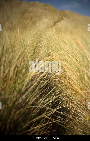Marram grass blowing in the wind in sand dunes on the North Sea coast at Alnmouth, Northumberland, UK. Stock Photo