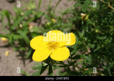 Bright yellow flower of shrubby cinquefoil or golden hardhack or bush cinquefoil or shrubby five-finger or widdy (Dasiphora fruticosa or Potentilla fr Stock Photo