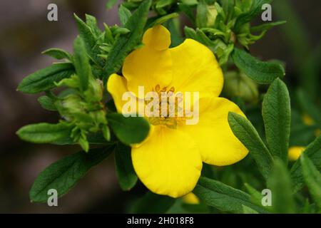 Bright yellow flower of shrubby cinquefoil or golden hardhack or bush cinquefoil or shrubby five-finger or widdy (Dasiphora fruticosa or Potentilla fr Stock Photo