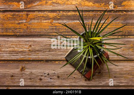Top view image of tillandsia cyanea on vintage book and paint chipped yellow planks Stock Photo