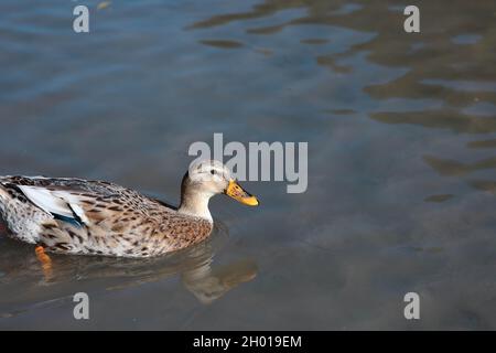 Ente, Duck Stock Photo