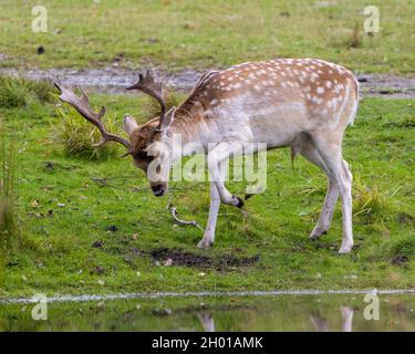 Fallow deer close-up profile view in the field displaying a behaviour with its leg in his environment and surrounding habitat displaying its antlers. Stock Photo