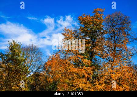 branches of autumn maple leave against a blue sky Stock Photo