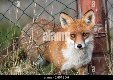 A pretty fox comes through a hole in the fence Stock Photo