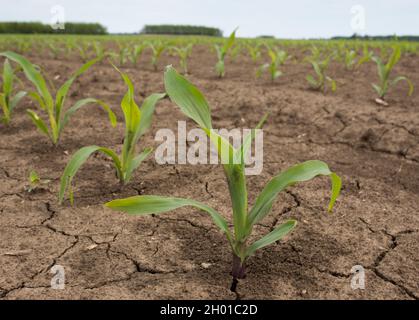 Close up of young corn plant in dry soil. Drought in agriculture concept Stock Photo