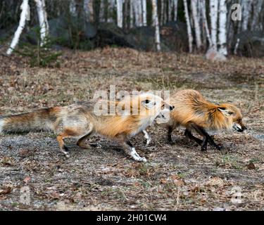 Red fox couple interacting with birch trees background in the springtime displaying open mouth, teeth, tongue, fox tail, fur, in their environment and Stock Photo