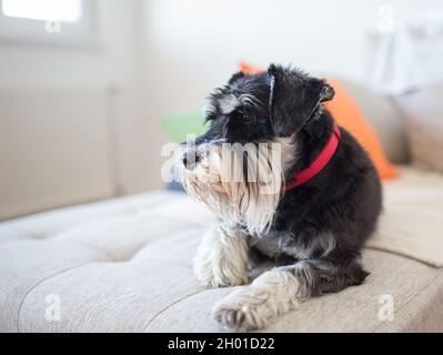 Cute dog Miniature schnauzer laying on sofa in living room Stock Photo