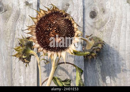 Dried dead sunflower head, Helianthus annuus. Stock Photo