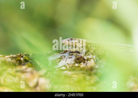 Podarcis muralis, common European wall lizard, resting in sunlight on a tree with dense green leaves. Small depth of field, selective focus, macro ima Stock Photo