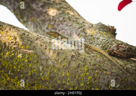 Podarcis muralis, common European wall lizard, resting in sunlight on a tree with dense green leaves. Small depth of field, selective focus, macro ima Stock Photo