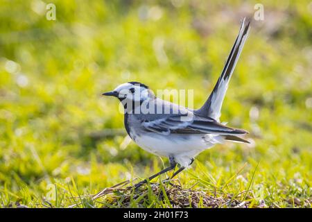 Closeup of a White Wagtail, Motacilla alba, A bird with white, gray and black feathers. The White Wagtail is the national bird of Latvia Stock Photo