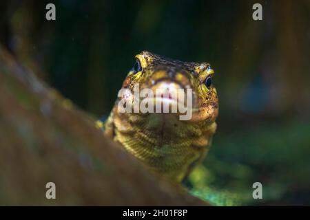 Closeup of a Asian water monitor, Varanus salvator, resting Stock Photo