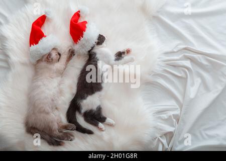 Christmas kittens in Christmas Santa Claus hat sleeping on plaid. Couple of kittens in love little cats have cozy sweet dreams. Concept for new year